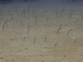 32 Garden Eels IMG 3714